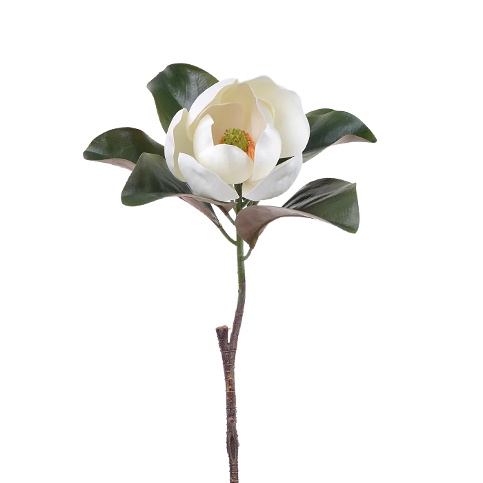 Winward Awakening Magnolia Bloom 24