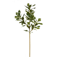 Winward Pittosporum Foliage Stem 65cm