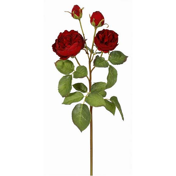Winward Rose English Cathedral Stem 58cm