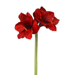 Winward Velvet Royale Amaryllis Stem 50cm